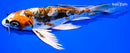 7" BENI KIKOKURYU BUTTERFLY