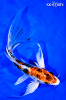 9.25" HEISEI NISHIKI BUTTERFLY