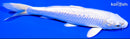 6.75" GINRIN PLATINUM OGON