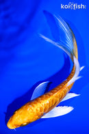 5.75" ARAGOKE ORENJI OGON BUTTERFLY