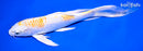 8.25" LEMON HARIWAKE BUTTERFLY