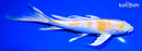 8.25" LEMON HARIWAKE BUTTERFLY