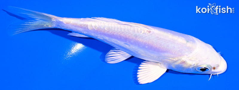 5" DOITSU PLATINUM OGON