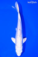 6.75" GINRIN PLATINUM OGON