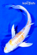 8.25" LEMON HARIWAKE BUTTERFLY