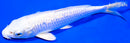 6.75" GINRIN PLATINUM OGON