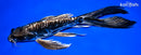 8.5" KIKOKURYU BUTTERFLY