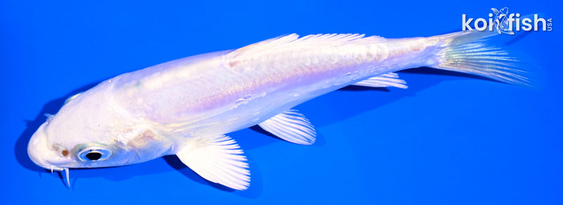 5" DOITSU PLATINUM OGON