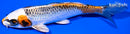 6.25" KUJAKU