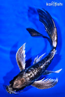 8.5" KIKOKURYU BUTTERFLY