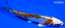 6.25" KUJAKU