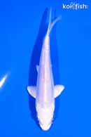 5" DOITSU PLATINUM OGON