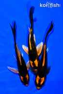 PACK OF (3) 5" ORENJI MATSUBA BUTTERFLY KOI