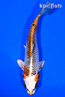 6.25" KUJAKU