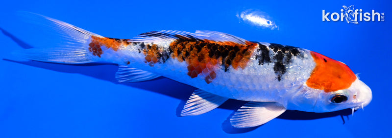5" GINRIN YAMATO NISHIKI