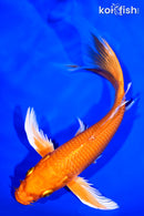 7.75" ORENJI OGON BUTTERFLY