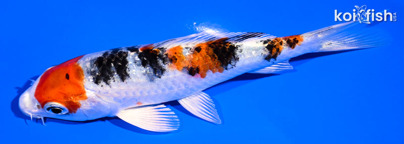 5" GINRIN YAMATO NISHIKI