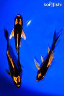 PACK OF (3) 5" ORENJI MATSUBA BUTTERFLY KOI