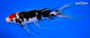 8.25" MARUTEN SANKE BUTTERFLY