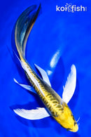 7.25" KIN KIKOKURYU BUTTERFLY