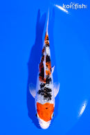 5" GINRIN YAMATO NISHIKI