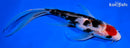 8.25" MARUTEN SANKE BUTTERFLY