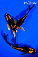 PACK OF (3) 5" ORENJI MATSUBA BUTTERFLY KOI
