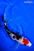 8.25" MARUTEN SANKE BUTTERFLY