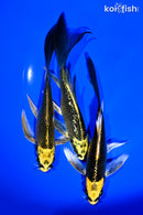 PACK OF (3) 6" KI MATSUBA BUTTERFLY KOI