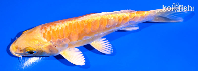 4.75" ARAGOKE YAMABUKI OGON
