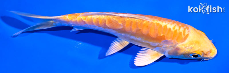 4.75" ARAGOKE YAMABUKI OGON