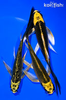 PACK OF (3) 6" KI MATSUBA BUTTERFLY KOI