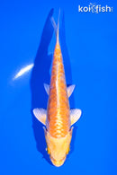 4.75" ARAGOKE YAMABUKI OGON