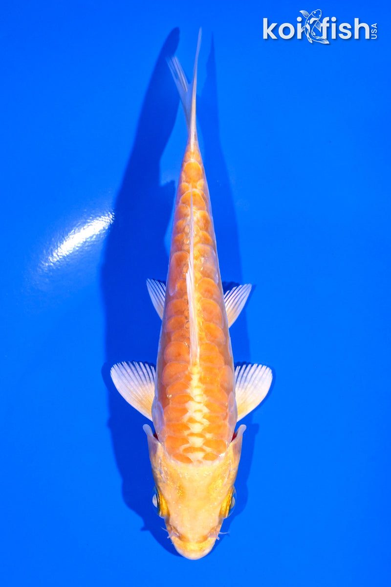 4.75" ARAGOKE YAMABUKI OGON