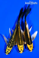 PACK OF (3) 6" KI MATSUBA BUTTERFLY KOI