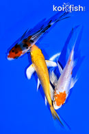 PACK OF (3) 4-4.25" BUTTERFLY KOI