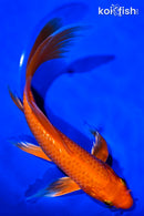 9.25" ORENJI OGON BUTTERFLY
