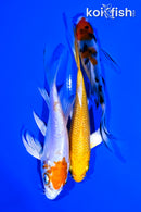 PACK OF (3) 4-4.25" BUTTERFLY KOI