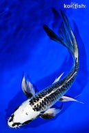 9.25" GIN MATSUBA BUTTERFLY