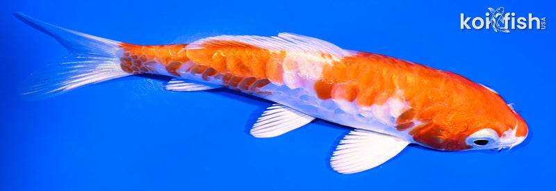 5.25" HARIWAKE