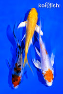 PACK OF (3) 4-4.25" BUTTERFLY KOI
