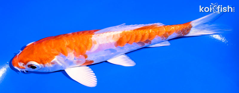 5.25" HARIWAKE