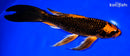 9" ORENJI MATSUBA BUTTERFLY