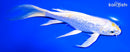 8" GINRIN LEMON HARIWAKE BUTTERFLY