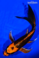 9" ORENJI MATSUBA BUTTERFLY