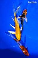 PACK OF (3) 3.75-4.5" BUTTERFLY KOI