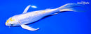 8" GINRIN LEMON HARIWAKE BUTTERFLY