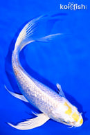 8" GINRIN LEMON HARIWAKE BUTTERFLY