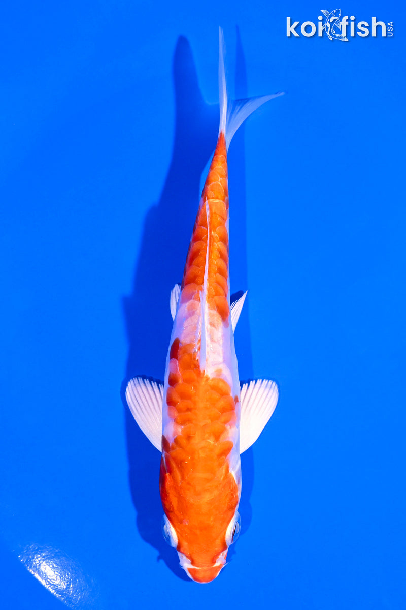 5.25" HARIWAKE