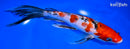 9" SANKE BUTTERFLY